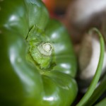 Green Peppers
